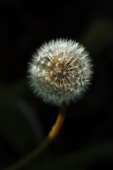 An isolated shot of a Dandelion Flower 