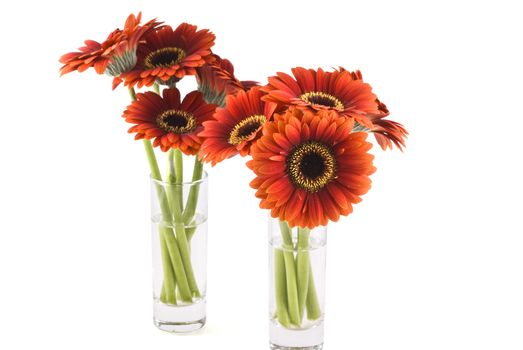 Two gerbera bouquets in two vases on a white background. 