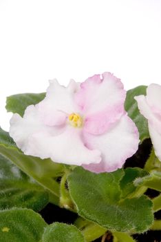 Clouse up of white and pink flower in a pot