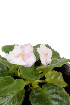 White and pink flower in a pot