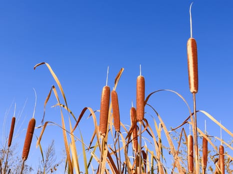 Reedmace narrow-leaved tops. Latin name: Typha angustifolia. Background of blue sky. Mid-autumn 