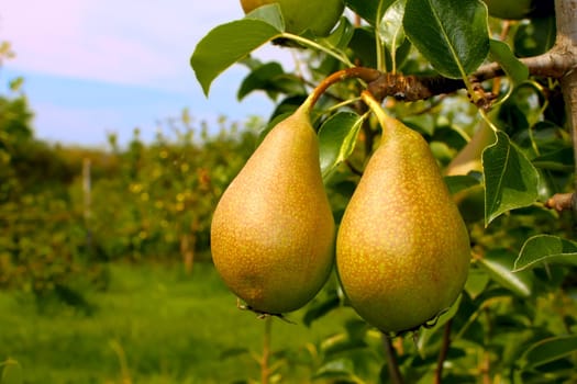 Two ripe pears hanging on a branch