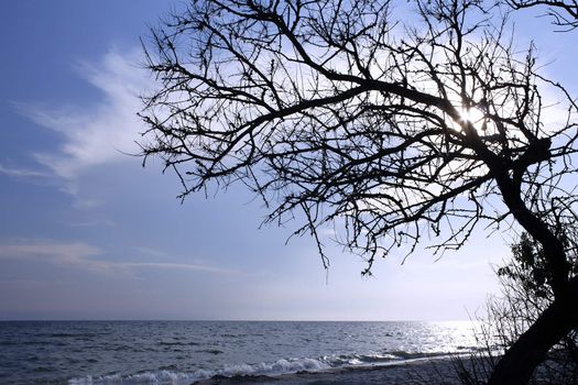 Dry tree above the sea. Kinburn Spit near Ochakiv, Ukraine