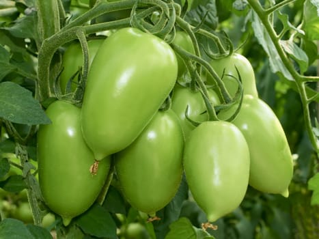 Bunch of green tomatoes hanging in greenhouses