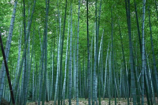 Asian Bamboo forest in the late afternoon sun.