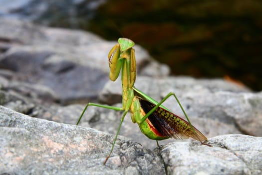 A mantis in dancing