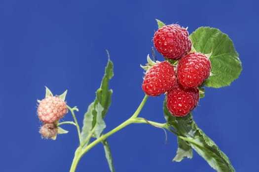 Branch with ripe raspberry berries against a background of blue sky