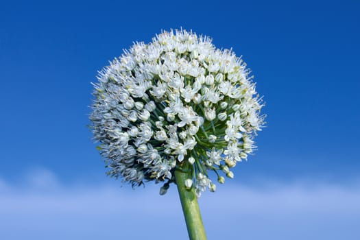 Inflorescence of onion on the background of blue sky