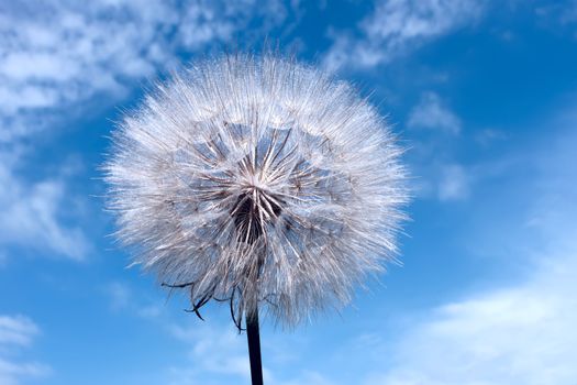 Dandelion on blue sky background with clouds