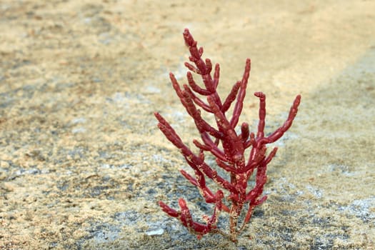 Salsola or saltwort, growing in saline soils