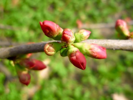 Pink cherry buds on the branch. Close-up