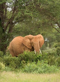 african elefant