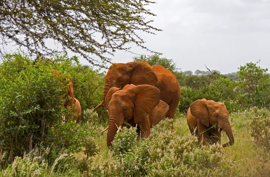 african elefant