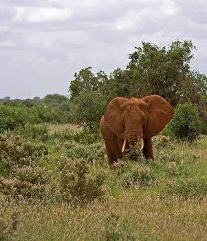 african elefant