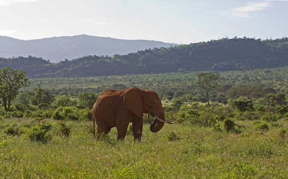 african elefant