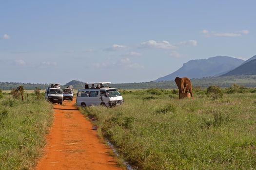 african elefant