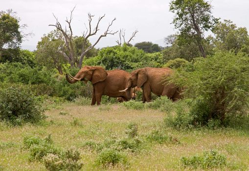 african elefant