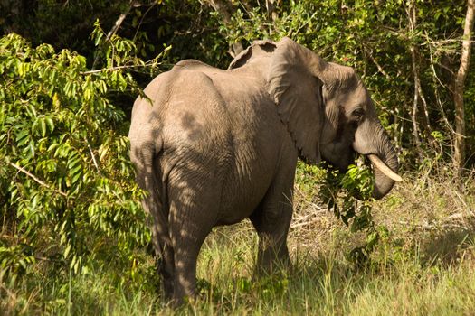 african elefant