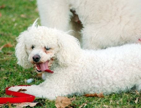 Poodle Pet Dogs Playing in Park