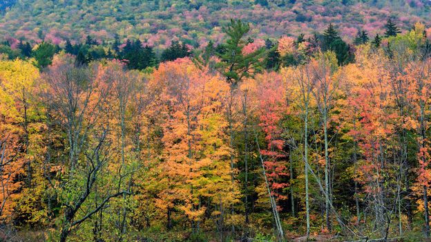 Reds Oranges and Yellow Autumn Foliage at full bloom