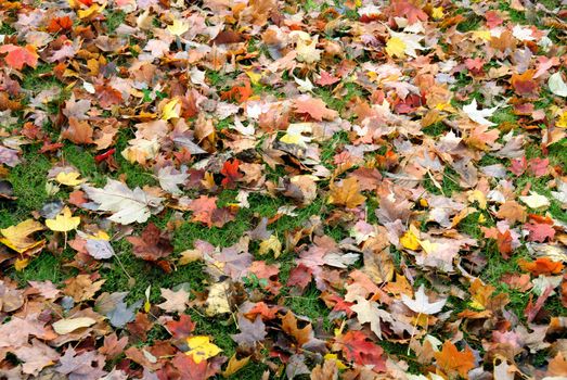 Reds Oranges and Yellow Autumn Foliage at full bloom