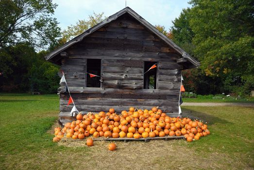 Freshly harvested pumpkins at a pumpkin patch