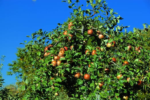 Fresh and juicy red apples at a local orchard