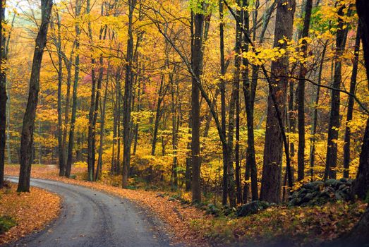 Reds Oranges and Yellow Autumn Foliage at full bloom