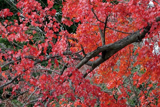 Reds Oranges and Yellow Autumn Foliage at full bloom