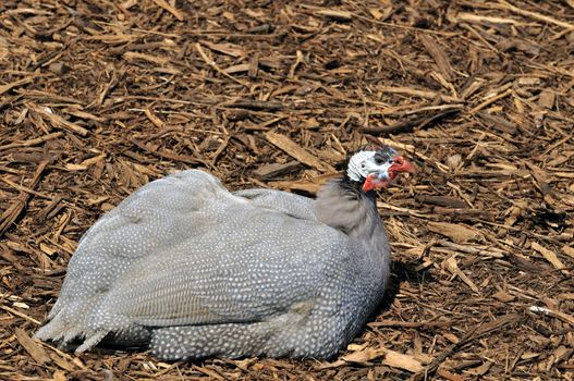 A young turkey resting at a local park