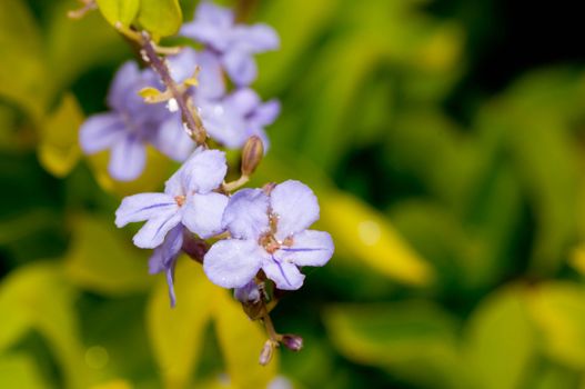 Forget me not flower on a bright sunny after noon