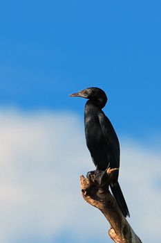 An young juvenile cormorant perching on na tree
