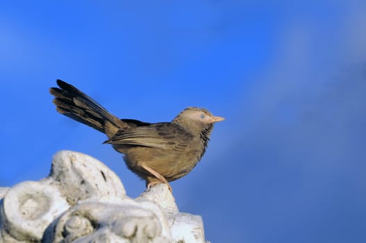 A babbler perching on the top of rocks