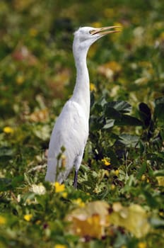 An intermediate egret standing tall in a cucumber field