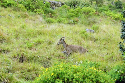 Endangered Niligiri Tahr at Kerala India