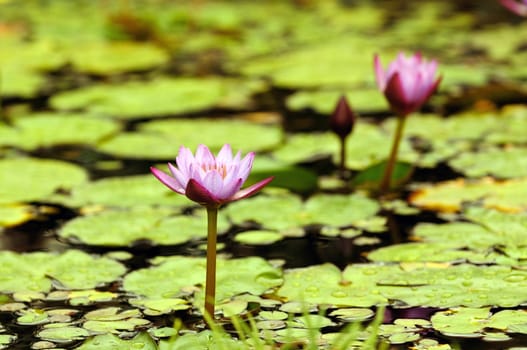 Two pink water lilies on a local pond