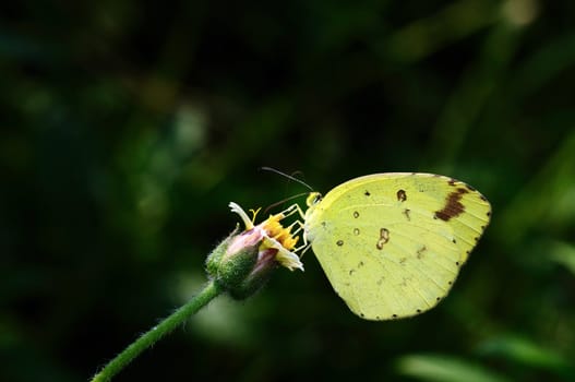 A beautiful yellow butterfly perching on a flower