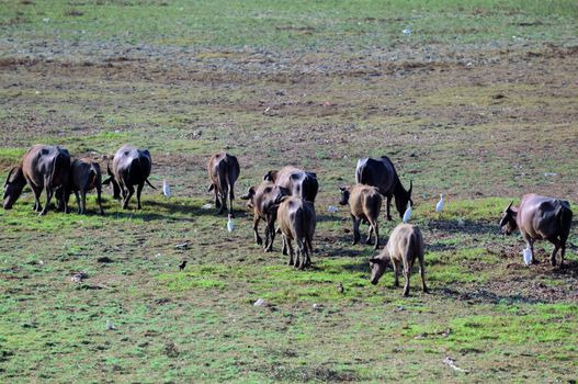 A heard of cattle busy grazing on the field