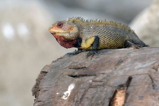 A male garden lizard attracting females