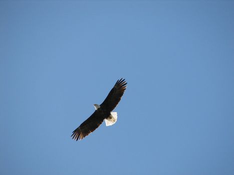 bald eagle is flying agains the blue sky