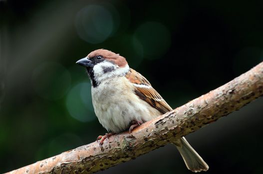 A cautious sparrow perching on a tree branch