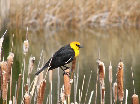 yellow headed blackbird in the spring morning