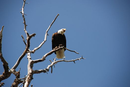 bald eagle is flying agains the blue sky