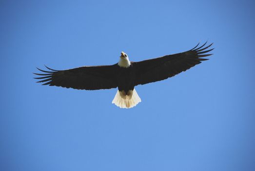 bald eagle is flying agains the blue sky