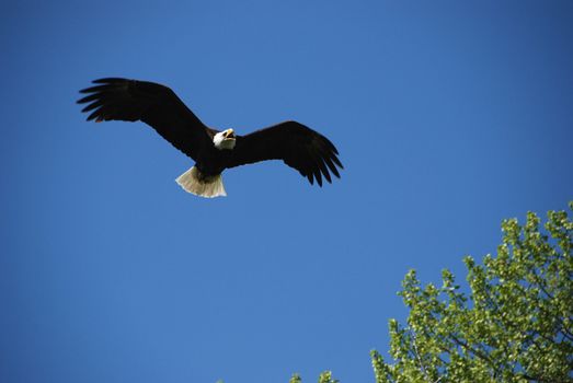 bald eagle is flying agains the blue sky