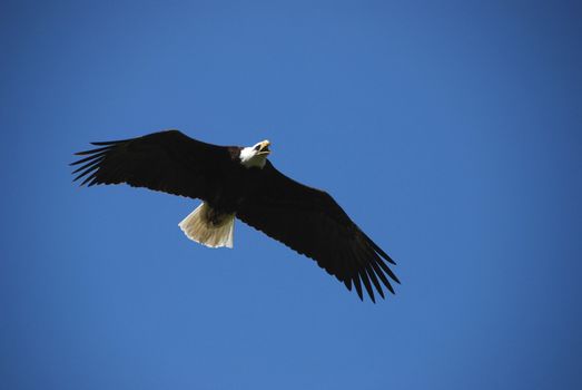 bald eagle is flying agains the blue sky