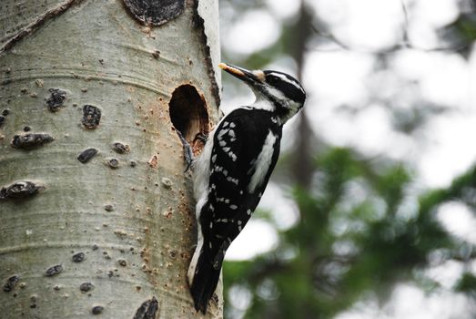 hairy woodpecker on a tree bringing food to the nest