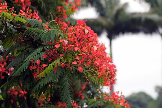 Gulmohar flower at full bloom on a overcast day