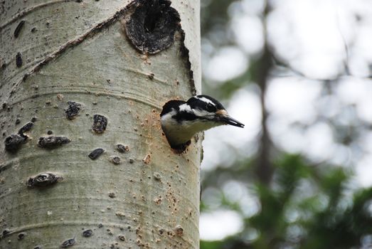 hairy woodpecker on a tree bringing food to the nest