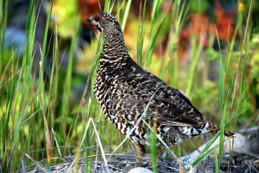 close up shoot of a sprouce grouse hen 